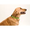 Collar Reflectante Muttley azul